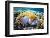 Hard and Soft Corals and Anenomes Underwater on Sebayur Island-Michael Nolan-Framed Photographic Print