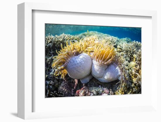 Hard and Soft Corals and Anenomes Underwater on Sebayur Island-Michael Nolan-Framed Photographic Print