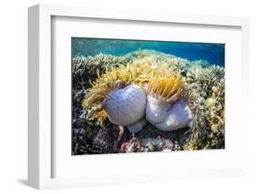 Hard and Soft Corals and Anenomes Underwater on Sebayur Island-Michael Nolan-Framed Photographic Print