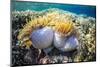 Hard and Soft Corals and Anenomes Underwater on Sebayur Island-Michael Nolan-Mounted Photographic Print