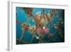 Hard and Soft Corals and Encrusting Sponge on the Structure of Bio-Rock-Franco Banfi-Framed Photographic Print