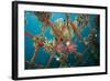Hard and Soft Corals and Encrusting Sponge on the Structure of Bio-Rock-Franco Banfi-Framed Photographic Print