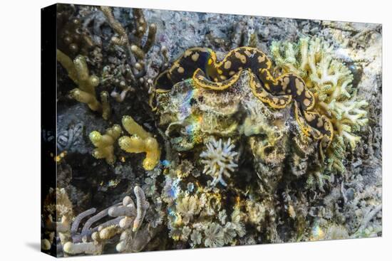 Hard and Soft Corals and Giant Clam Underwater on Sebayur Island-Michael Nolan-Stretched Canvas