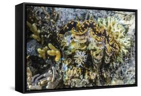 Hard and Soft Corals and Giant Clam Underwater on Sebayur Island-Michael Nolan-Framed Stretched Canvas