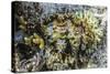 Hard and Soft Corals and Giant Clam Underwater on Sebayur Island-Michael Nolan-Stretched Canvas