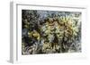 Hard and Soft Corals and Giant Clam Underwater on Sebayur Island-Michael Nolan-Framed Photographic Print