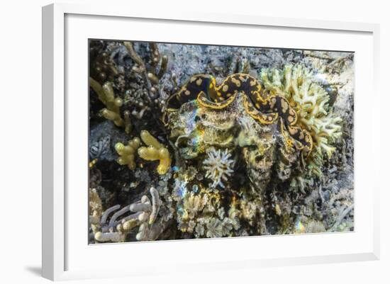 Hard and Soft Corals and Giant Clam Underwater on Sebayur Island-Michael Nolan-Framed Photographic Print