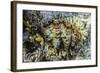 Hard and Soft Corals and Giant Clam Underwater on Sebayur Island-Michael Nolan-Framed Photographic Print