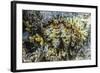 Hard and Soft Corals and Giant Clam Underwater on Sebayur Island-Michael Nolan-Framed Photographic Print