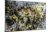 Hard and Soft Corals and Giant Clam Underwater on Sebayur Island-Michael Nolan-Mounted Photographic Print