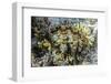 Hard and Soft Corals and Giant Clam Underwater on Sebayur Island-Michael Nolan-Framed Photographic Print