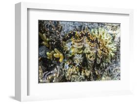 Hard and Soft Corals and Giant Clam Underwater on Sebayur Island-Michael Nolan-Framed Photographic Print