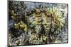 Hard and Soft Corals and Giant Clam Underwater on Sebayur Island-Michael Nolan-Mounted Photographic Print