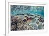 Hard and Soft Corals and Reef Fish Underwater on Sebayur Island-Michael Nolan-Framed Photographic Print