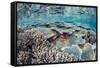 Hard and Soft Corals and Reef Fish Underwater on Sebayur Island-Michael Nolan-Framed Stretched Canvas