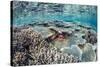 Hard and Soft Corals and Reef Fish Underwater on Sebayur Island-Michael Nolan-Stretched Canvas