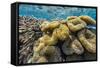 Hard and Soft Corals and Reef Fish Underwater on Sebayur Island-Michael Nolan-Framed Stretched Canvas