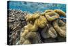 Hard and Soft Corals and Reef Fish Underwater on Sebayur Island-Michael Nolan-Stretched Canvas