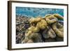 Hard and Soft Corals and Reef Fish Underwater on Sebayur Island-Michael Nolan-Framed Photographic Print