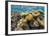 Hard and Soft Corals and Reef Fish Underwater on Sebayur Island-Michael Nolan-Framed Photographic Print