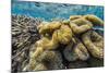 Hard and Soft Corals and Reef Fish Underwater on Sebayur Island-Michael Nolan-Mounted Photographic Print