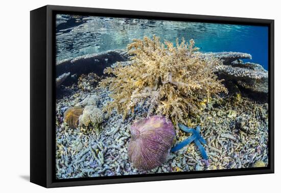 Hard and Soft Corals and Sea Star Underwater on Sebayur Island-Michael Nolan-Framed Stretched Canvas