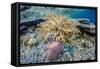 Hard and Soft Corals and Sea Star Underwater on Sebayur Island-Michael Nolan-Framed Stretched Canvas