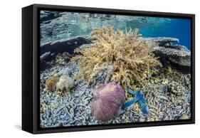 Hard and Soft Corals and Sea Star Underwater on Sebayur Island-Michael Nolan-Framed Stretched Canvas