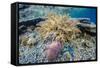 Hard and Soft Corals and Sea Star Underwater on Sebayur Island-Michael Nolan-Framed Stretched Canvas