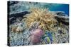 Hard and Soft Corals and Sea Star Underwater on Sebayur Island-Michael Nolan-Stretched Canvas