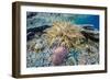 Hard and Soft Corals and Sea Star Underwater on Sebayur Island-Michael Nolan-Framed Photographic Print