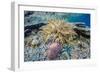 Hard and Soft Corals and Sea Star Underwater on Sebayur Island-Michael Nolan-Framed Photographic Print