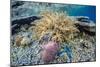 Hard and Soft Corals and Sea Star Underwater on Sebayur Island-Michael Nolan-Mounted Photographic Print