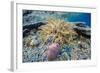 Hard and Soft Corals and Sea Star Underwater on Sebayur Island-Michael Nolan-Framed Photographic Print