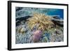 Hard and Soft Corals and Sea Star Underwater on Sebayur Island-Michael Nolan-Framed Photographic Print