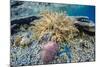 Hard and Soft Corals and Sea Star Underwater on Sebayur Island-Michael Nolan-Mounted Photographic Print