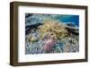 Hard and Soft Corals and Sea Star Underwater on Sebayur Island-Michael Nolan-Framed Photographic Print
