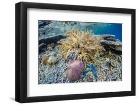 Hard and Soft Corals and Sea Star Underwater on Sebayur Island-Michael Nolan-Framed Photographic Print