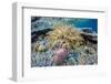 Hard and Soft Corals and Sea Star Underwater on Sebayur Island-Michael Nolan-Framed Photographic Print