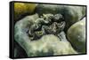 Hard and Soft Corals and Tridacna Clam on Underwater Reef on Jaco Island-Michael Nolan-Framed Stretched Canvas