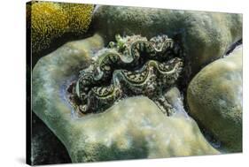 Hard and Soft Corals and Tridacna Clam on Underwater Reef on Jaco Island-Michael Nolan-Stretched Canvas