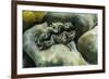 Hard and Soft Corals and Tridacna Clam on Underwater Reef on Jaco Island-Michael Nolan-Framed Photographic Print