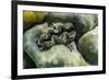 Hard and Soft Corals and Tridacna Clam on Underwater Reef on Jaco Island-Michael Nolan-Framed Photographic Print