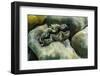Hard and Soft Corals and Tridacna Clam on Underwater Reef on Jaco Island-Michael Nolan-Framed Photographic Print