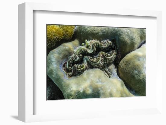 Hard and Soft Corals and Tridacna Clam on Underwater Reef on Jaco Island-Michael Nolan-Framed Photographic Print