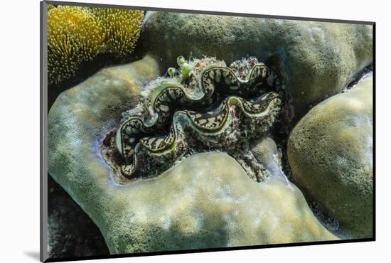 Hard and Soft Corals and Tridacna Clam on Underwater Reef on Jaco Island-Michael Nolan-Mounted Photographic Print