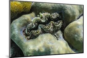 Hard and Soft Corals and Tridacna Clam on Underwater Reef on Jaco Island-Michael Nolan-Mounted Photographic Print