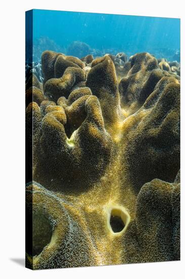 Hard and Soft Corals on Underwater Reef on Jaco Island, Timor Sea, East Timor, Southeast Asia, Asia-Michael Nolan-Stretched Canvas