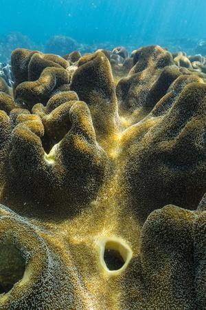 https://imgc.allpostersimages.com/img/posters/hard-and-soft-corals-on-underwater-reef-on-jaco-island-timor-sea-east-timor-southeast-asia-asia_u-L-PSY0RD0.jpg?artPerspective=n