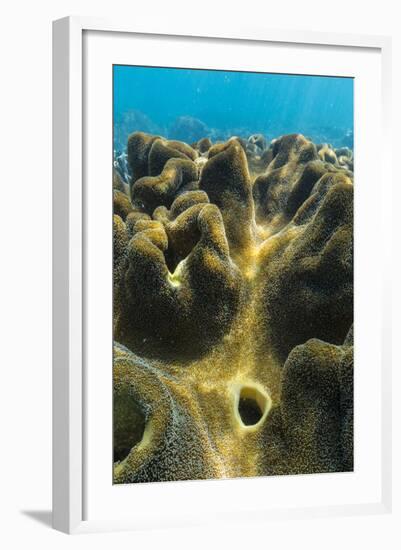 Hard and Soft Corals on Underwater Reef on Jaco Island, Timor Sea, East Timor, Southeast Asia, Asia-Michael Nolan-Framed Photographic Print